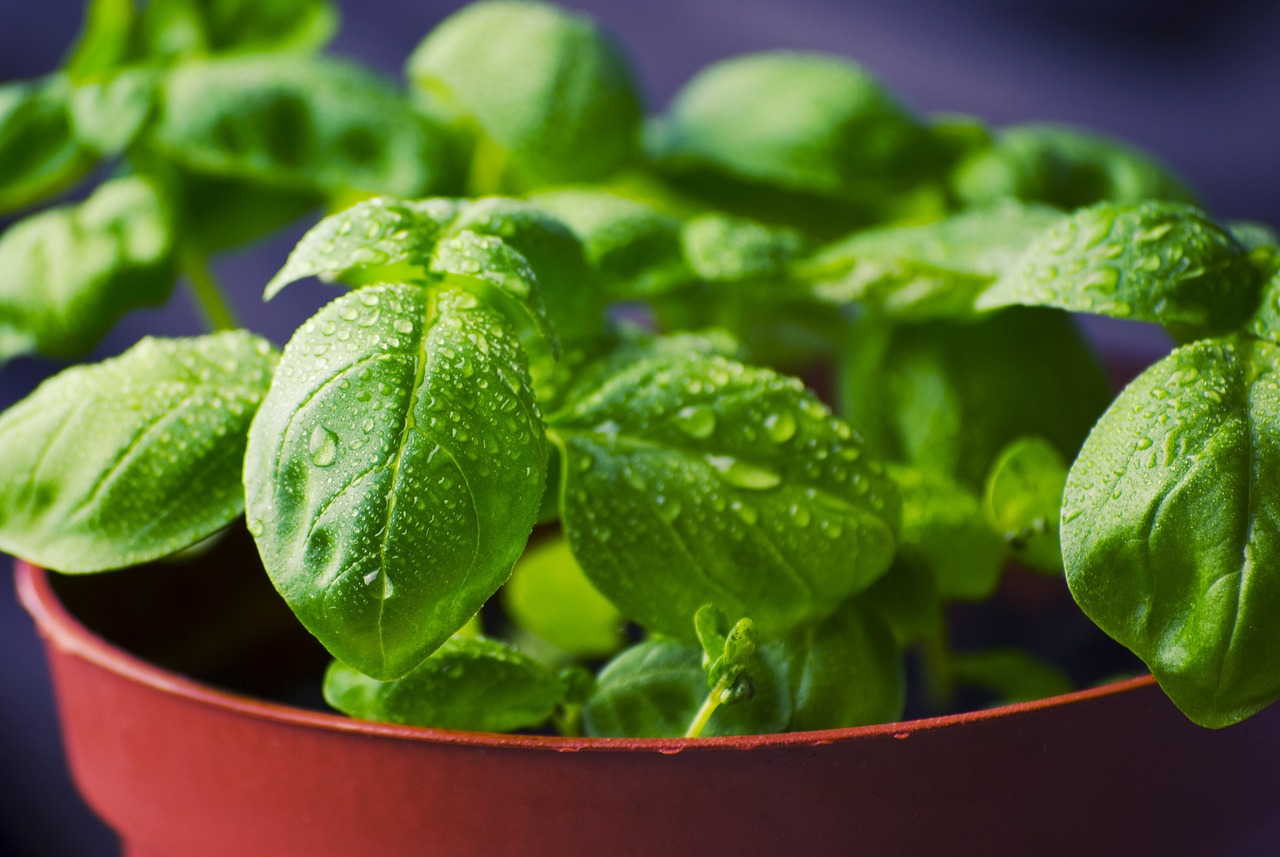 basil, herbs, food-932079.jpg